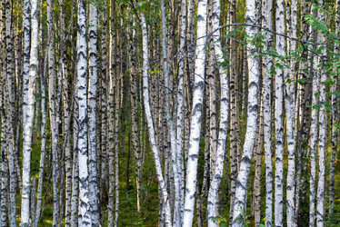 Similar image 21156806