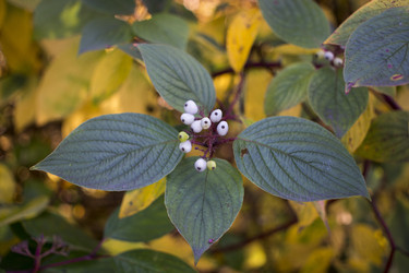 Similar image 21157637