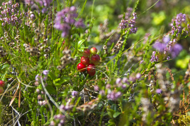 Similar image 21152909