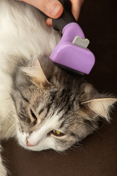 Similar image 21151727