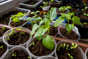 Similar image 21154693