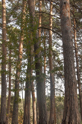 Similar image 21180748