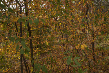 Similar image 21184817