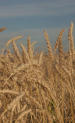 Similar image 21184820