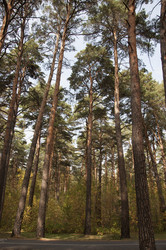 Similar image 21190710