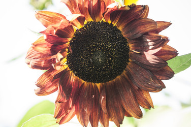 Similar image 21198608