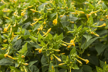 Similar image 21190741