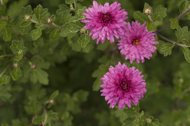 Similar image 21192438