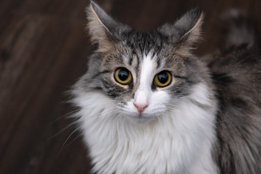 Similar image 21187703