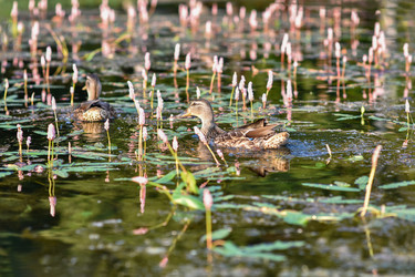 Similar image 21155433