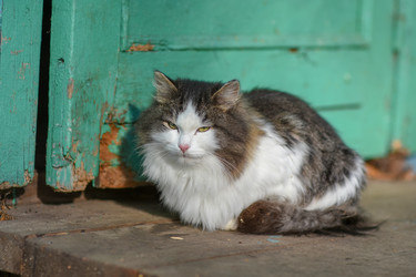 Similar image 21155487