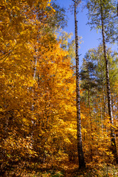 Similar image 21171930