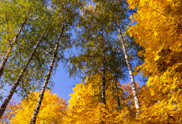 Similar image 21171931