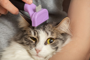 Similar image 21187731