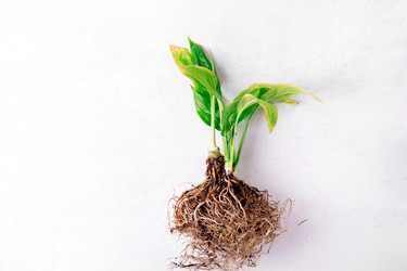 Similar image 21179497