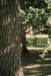 Similar image 21184260