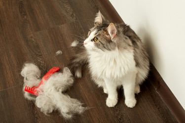 Similar image 21184274