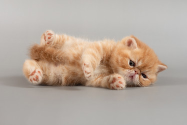 Similar image 21168404