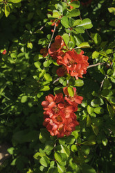 Similar image 21170002