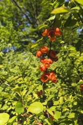 Similar image 21170004