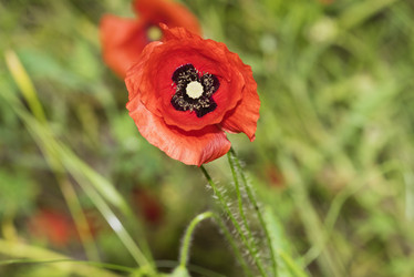 Similar image 21170019