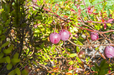 Similar image 21170067