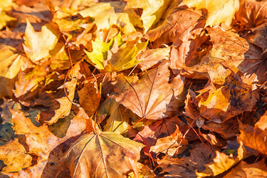 Similar image 21176388