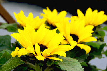 Similar image 21168438