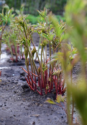 Similar image 21171461