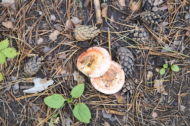 Similar image 21175411