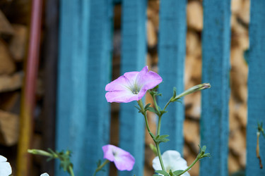 Similar image 21175427