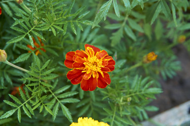 Similar image 21175429