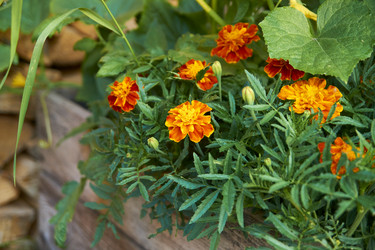 Similar image 21175477