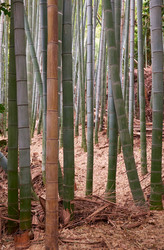 Similar image 21168849