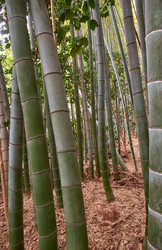 Similar image 21168851