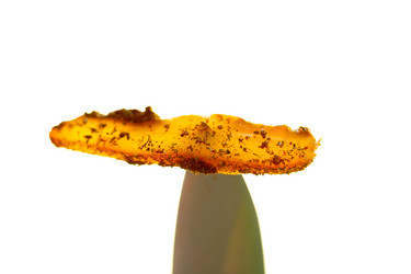 Similar image 21184461