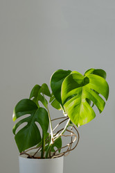 Similar image 21202080