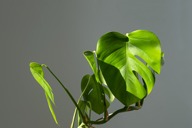 Similar image 21202081