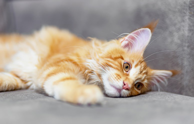 Similar image 21175718