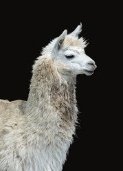 Similar image 21171504