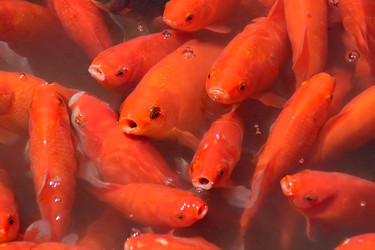 Similar image 21171523