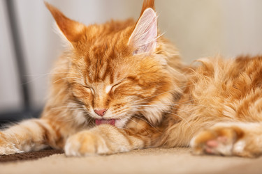 Similar image 21175780