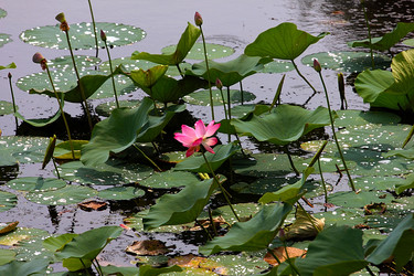 Similar image 21184055