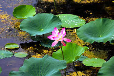 Similar image 21184058