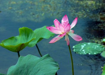 Similar image 21184059