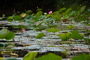 Similar image 21184064