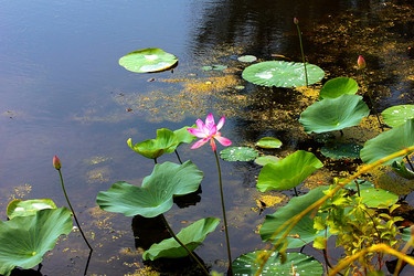 Similar image 21184066