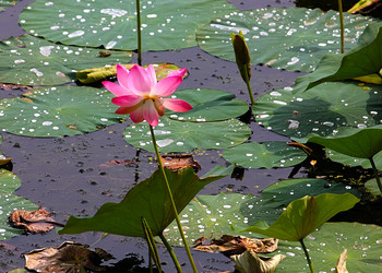 Similar image 21184068