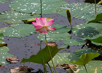 Similar image 21184071