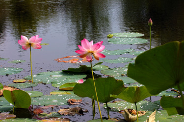 Similar image 21184074